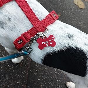 Targhetta per cani Personalizzata - in Alluminio incisa a Laser
